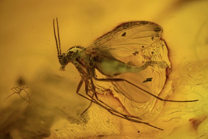Fossil Fly (Diptera) In Baltic Amber #109440